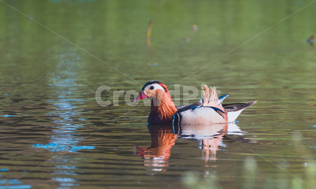mandarin duck,duck family,Mandarin duck male,mandarinduck,Wild Goose