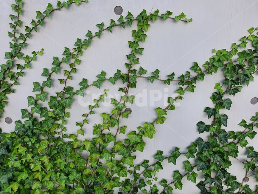 plant,식물,덩굴,넝쿨,넝쿨식물,vine,덩굴식물,벽,초록,엉키다,녹색,실록,담쟁이,선명한,색상,싱싱한,신선한,자연,담장,나뭇잎,공원,야외,풍성한,배경,백그라운드,background,식물,자연,plants,nature