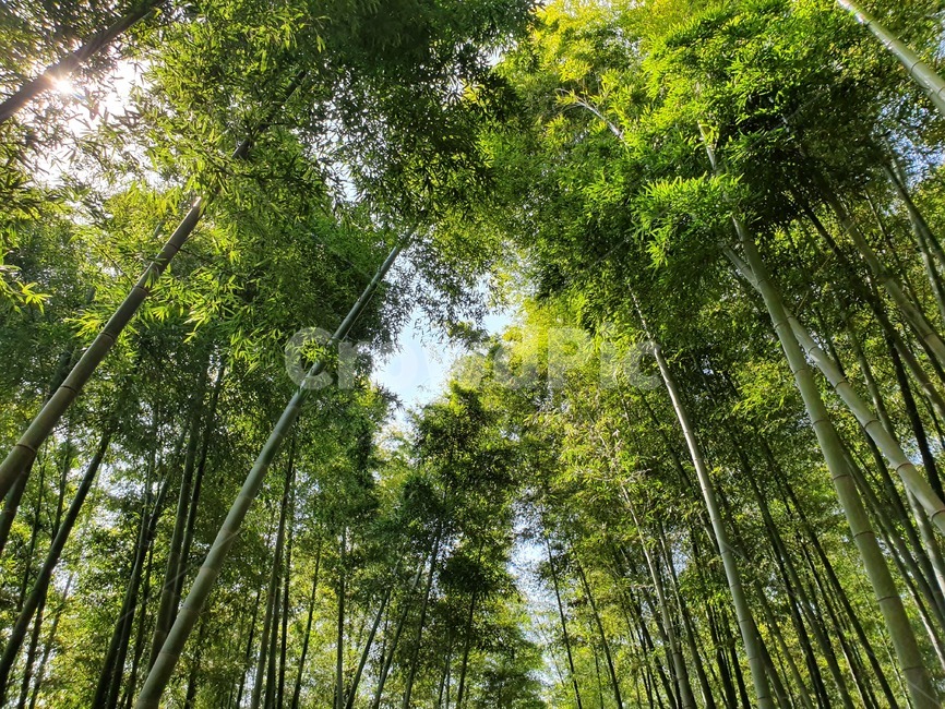 대나무숲,대나무,휴양,숲,나무,풍경,자연,풍경,nature,landscape,나무,trees,wood,plant,식물,bamboo