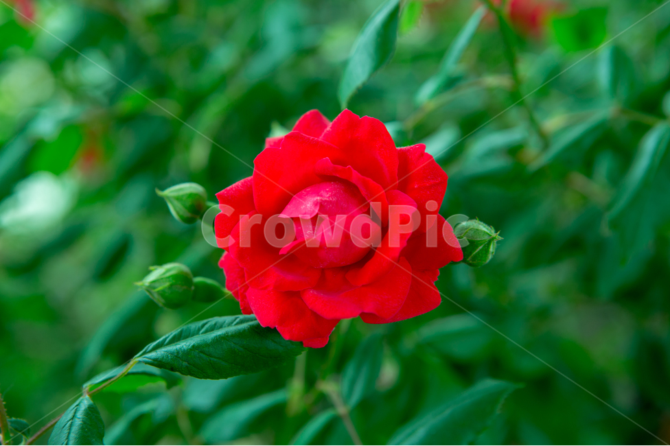 장미,장미꽃,여름,꽃,식물,빨간장미,5월,로즈데이,자연,nature,summer,rose,flower,식물,자연,plants,nature,꽃,flower