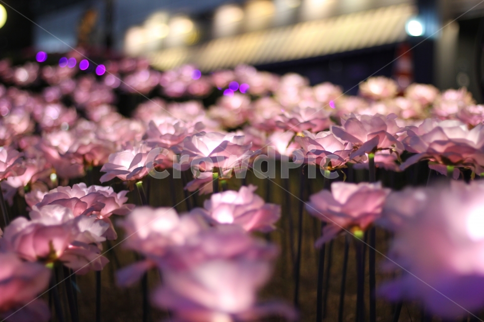 LED,장미,꽃,야경,저녁,힐링,조화,감성사진,야경,밤,풍경,nightscape,night,landscape,꽃,flower,감성,sensible,feeling,plant,식물,blossom,geranium,제라늄