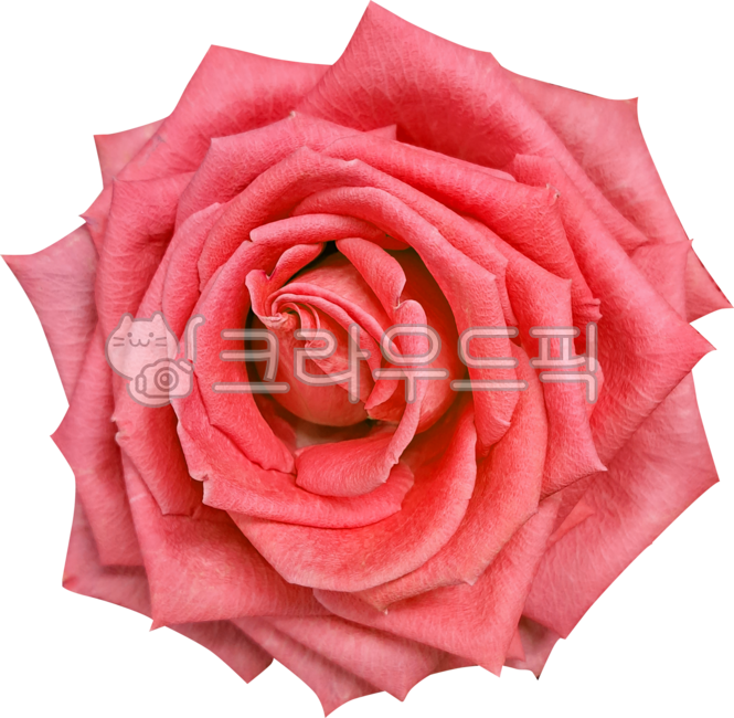 장미,장미꽃,노란장미,빨간장미,rose,plant,식물,flower,blossom,꽃,장미꽃잎,꽃잎,이파리,잎파리,petal,floralleaf,leaf,redrose,꽃이피다,주황장미,꽃이핀,활짝핀,활짝피다,플라워,꽃봉우리,봉우리,꽃몽우리,몽우리,잎,빨간색,빨강,주황,겹겹이,겹,여러겹,색깔장미,꽃수술,꽃암술,수술,암술,꽃가루,배경없음,png,꽃이파리,예쁜꽃,프리티,분홍장미,핑크장미,pinkrose,꽃누끼,다홍색,다홍색장미,장미누끼,누끼