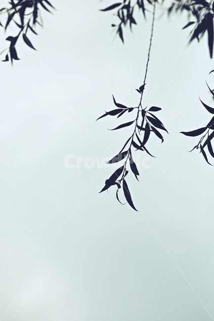 버들잎,버드나무,나무,나무잎,배경,식물,자연,plants,nature