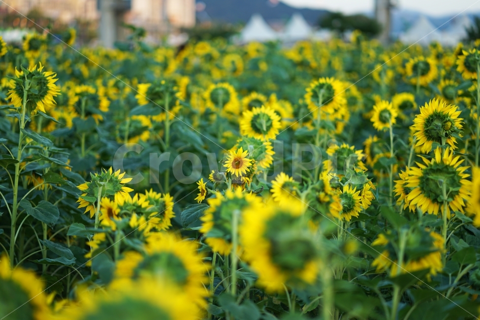해바라기,식물,꽃,자연,꽃밭,자연,풍경,nature,landscape,식물,plants,꽃,flower,plant