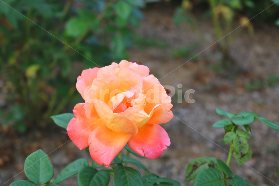 장미,장미꽃,꽃,식물,자연,찰스톤,관상용,토톤칼라장미,식물,자연,plants,nature,꽃,flower