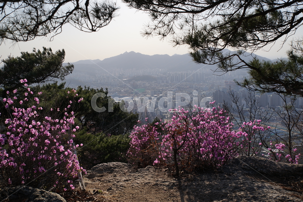 모락산,경기도,의왕시,도심풍경,진달래,자연