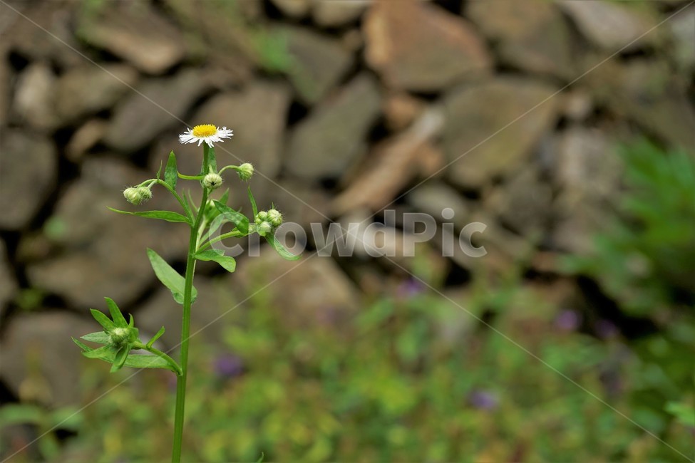 개망초,귀화식물,계란모양,노랑,하양,잡초,식물,자연,daisyfleabane