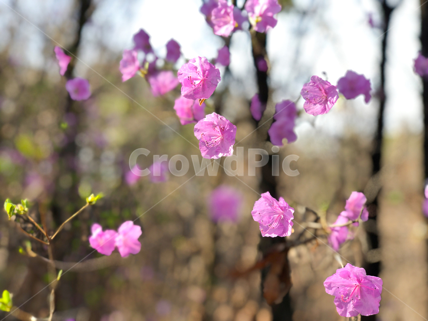 진달래,azalea,철쭉,산,봄,springflower,봄꽃