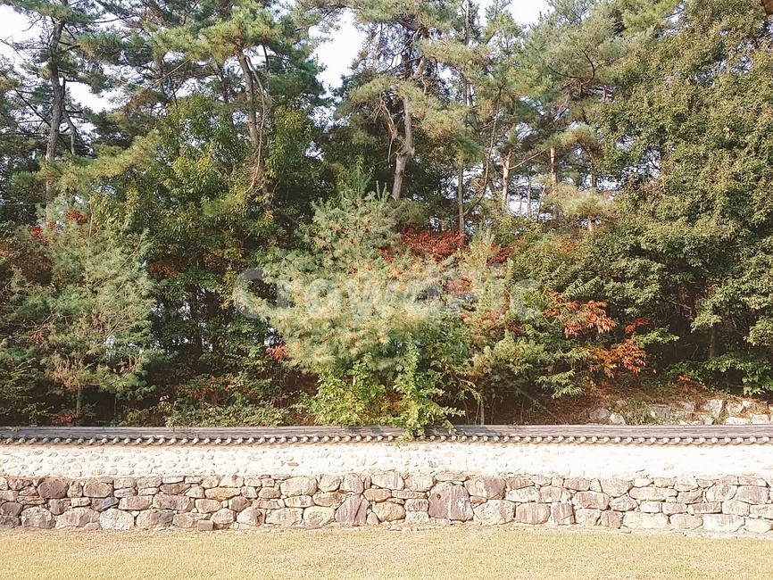나무,tree,식물,plant,고즈넉,담장,돌