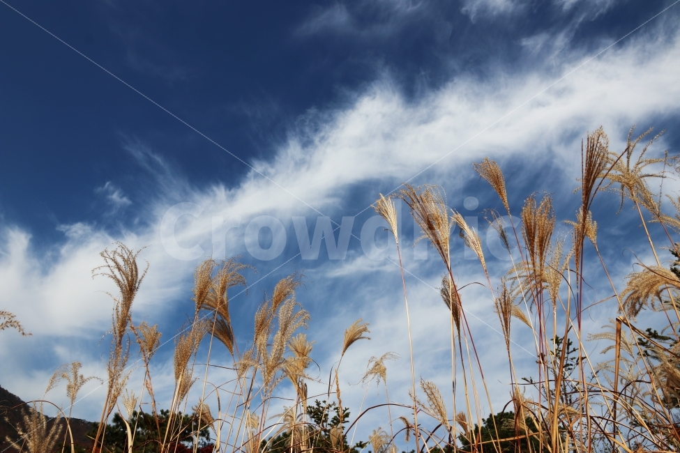 갈대,가을,하늘,풍경,가을풍경,가을,계절,fall,autumn,season,자연,풍경,nature,landscape,식물,plants,plant,grass,잔디