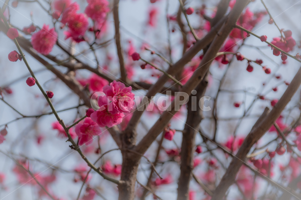 꽃,flower,식물,봄,붉은