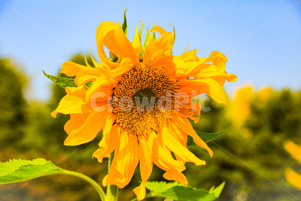plant,식물,해바라기,flower,꽃,여름,계절,summer,season,식물,자연,plants,nature,꽃,flower