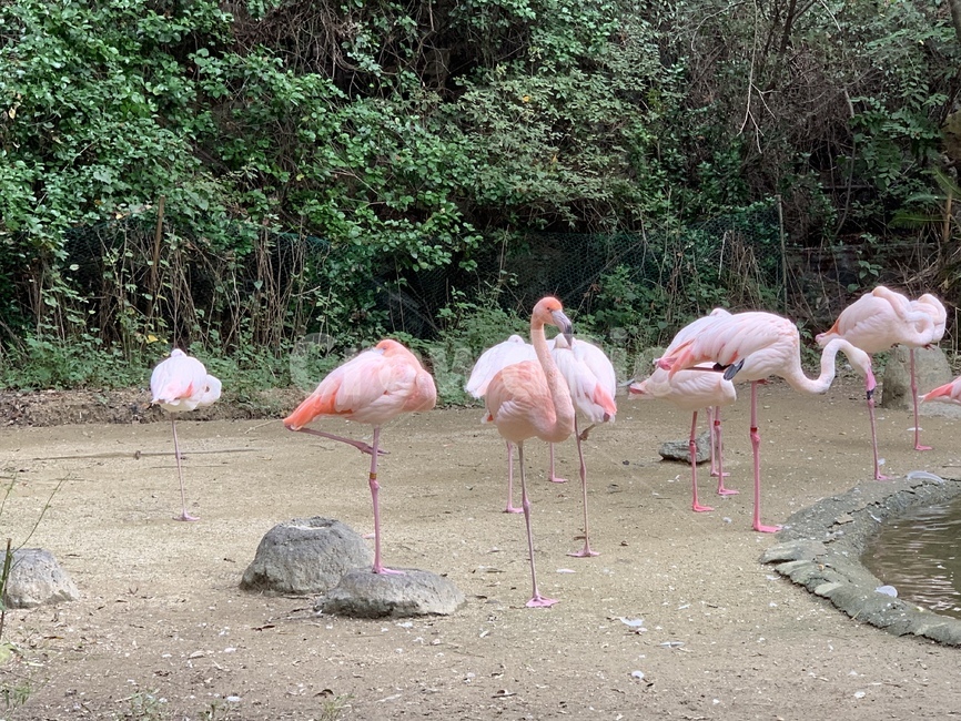 animal,동물,flock,bird,홍학,동물,animal,조류,새,birds