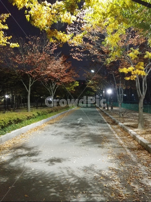 가로등,불빛,나무,그림자,길