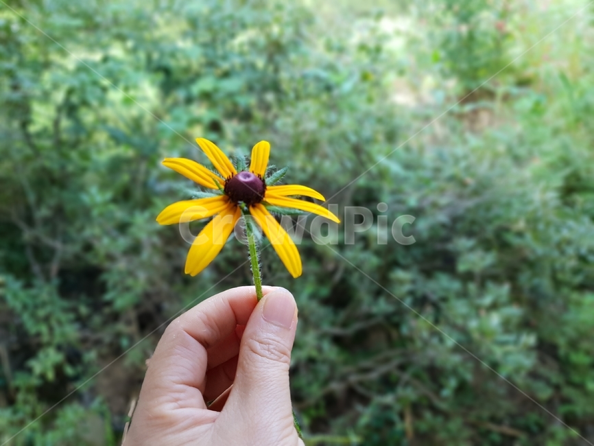 루드베키아,꽃,식물,자연,노랑색,그린,여자손,plants,nature,green,flowers,식물,자연,plants,nature,꽃,flower,사람,인물,인간,human,person,신체일부,몸,body