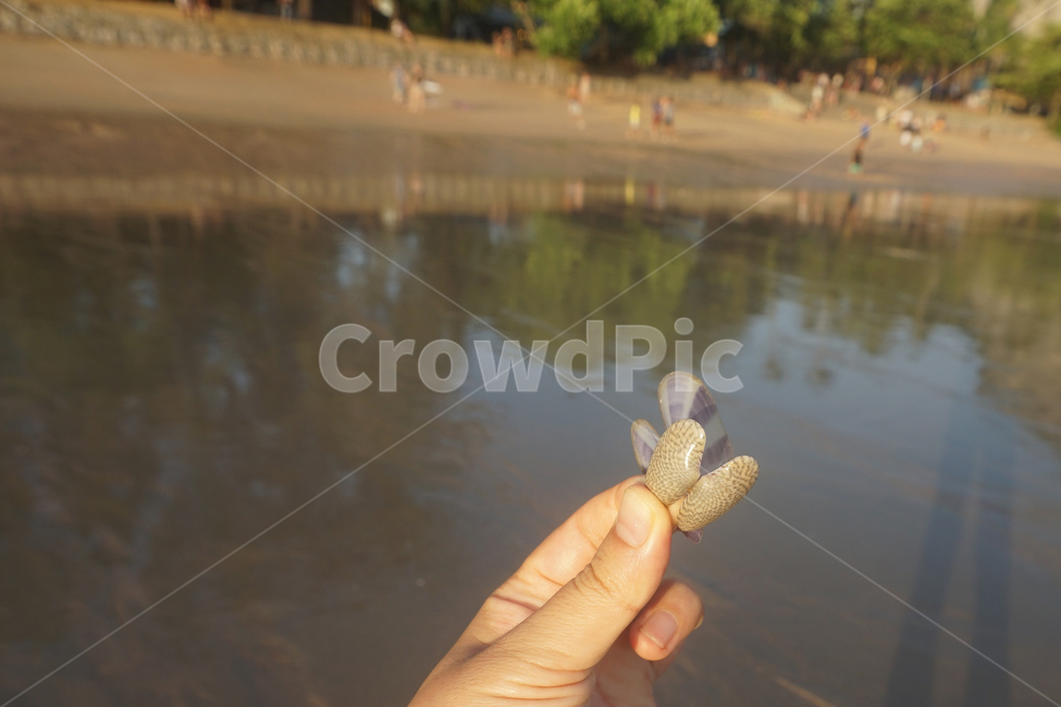 바다,해변,조개,조개줍기,갯벌,해변,바다,beach,sea