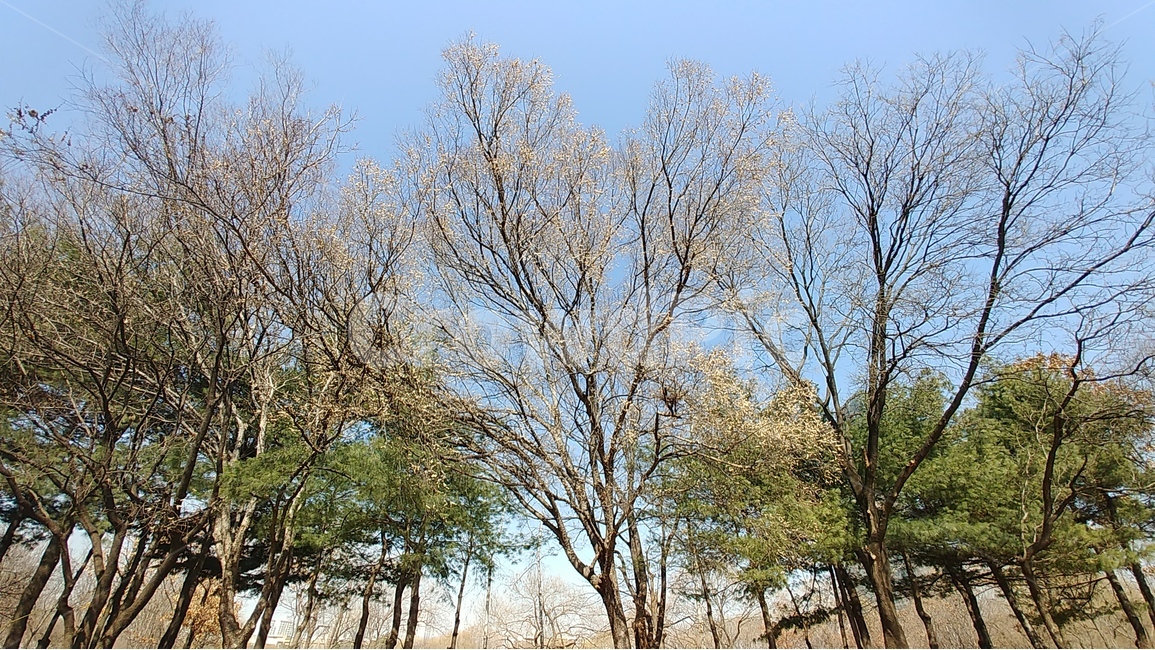 서울숲,공원,나무,풍경,화창한날,숲,자연,풍경,nature,landscape,식물,plants,나무,trees,wood,plant,tree,tree trunk,나무 줄기