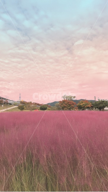 nature,자연,land,핑크뮬리,공원,outdoors,국내,안동,호수,노을,꽃밭,꽃