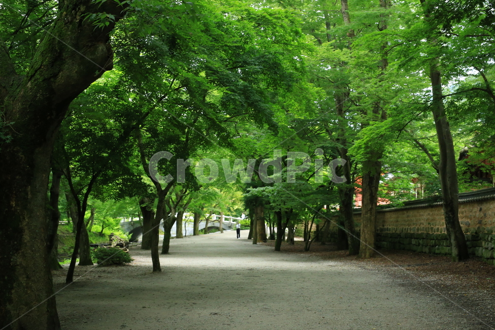 tree,나무,풍경,숲,garden,옥외,식물,plant,outdoors,녹음,초록색,자연,nature,자연,풍경,nature,landscape