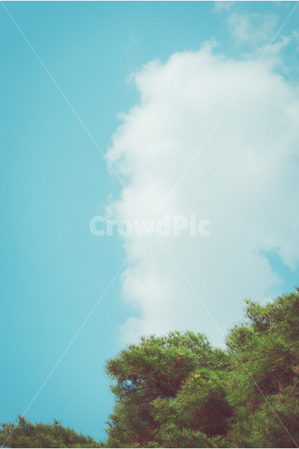 하늘,구름,소나무,sky,cloud,pinetree,blue,파란하늘,자연,풍경,nature,landscape,outdoors,옥외