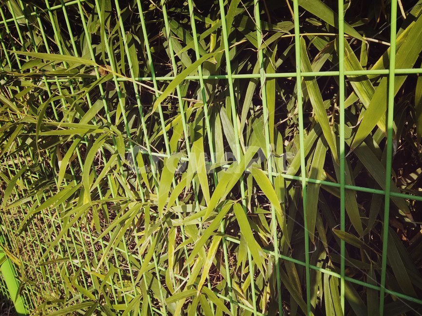 풀,초록,초록색,식물,푸른,식물,자연,plants,nature