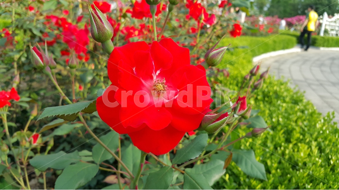 공원,꽃,장미,빨강,blossom,park,outdoor,야외,rose,자연,nature,식물,자연,plants,nature,꽃,flower