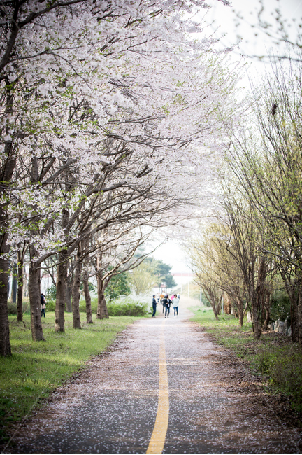 봄,벚꽃,벚꽃나무,벚꽃터널,봄날,나들이,cherryblossom,자전거도로,벚꽃잎,흩날림,흐트러짐,꽃길,봄나들이,봄,계절,spring,season,자연,풍경,nature,landscape,road,도로,dirt road,흙길,gravel,자갈,tree,나무,plant,식물,tree trunk,나무 줄기