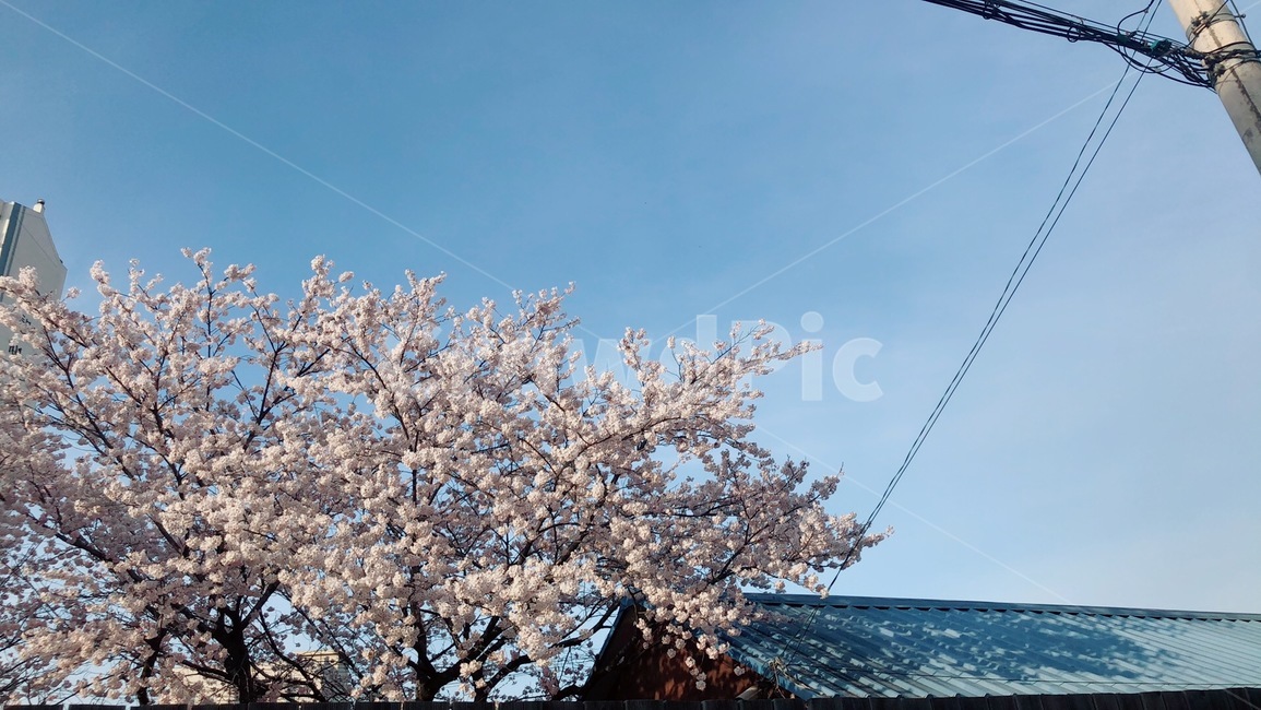 벚꽃,집,지붕,하늘,봄,봄,계절,spring,season,plant,식물