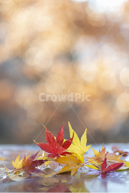 단풍,가을,나무잎,레드,노랑,역광,반영,식물,보케,빛,가을,계절,fall,autumn,season