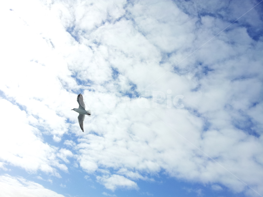 갈매기,하늘,구름,동물,새,sky,조류,새,birds