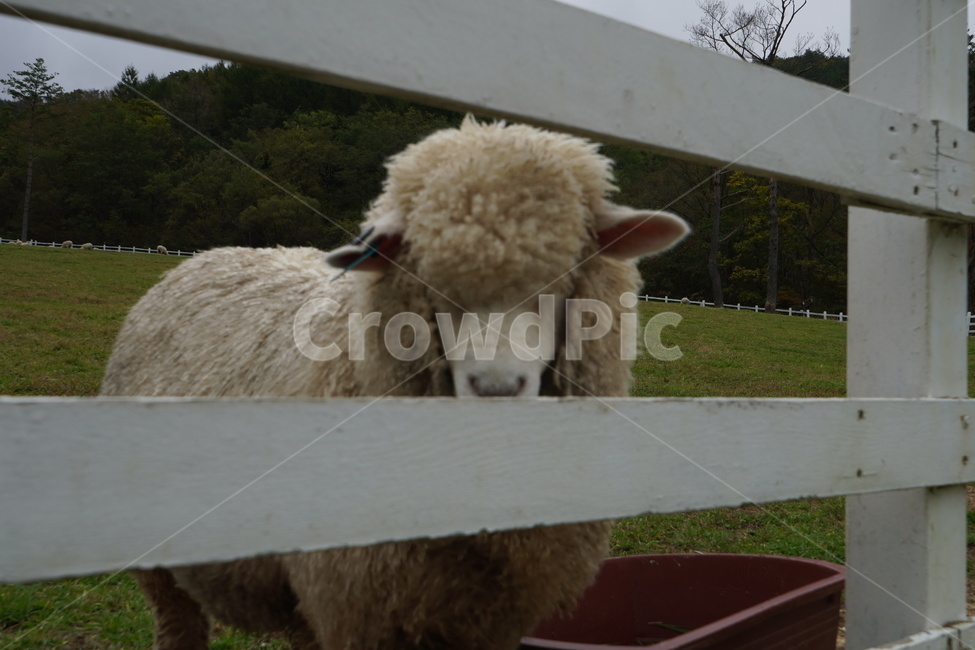 animal,동물,mammal,포유류,양,sheep,동물,animal,포유류,mammal