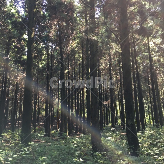 vegetation,초목,plant,식물,tree,숲,forest,옥외,outdoors,나무,land,땅,nature,작은숲,grove,삼림지,빛,flare,플레어,sunlight,햇빛,한국자연관광,한국자연풍경,자연풍경,자연,관광,풍경,제주도,맑음,자연,풍경,nature,landscape,woodland,작은 숲,light