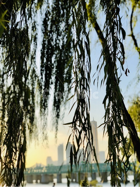 나무,tree,식물,한강,공원,노을