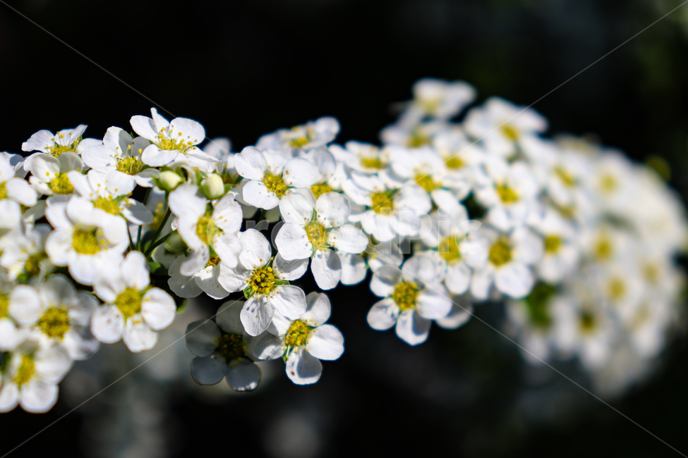 꽃,flowers,식물,꽃나무,geranium,flower,제라늄,plant,나무,tree,봄,spring,weather