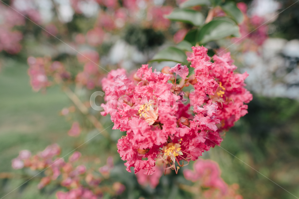 flower,꽃,plant,식물,배롱나무,식물,자연,plants,nature,꽃,flower