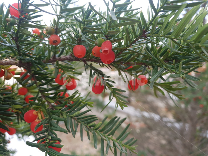 씨앗열매,열매,씨앗,나무,식물,tree,plant