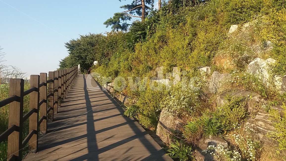 풀,햇빛,햇살,자연,풍경,산책로,길