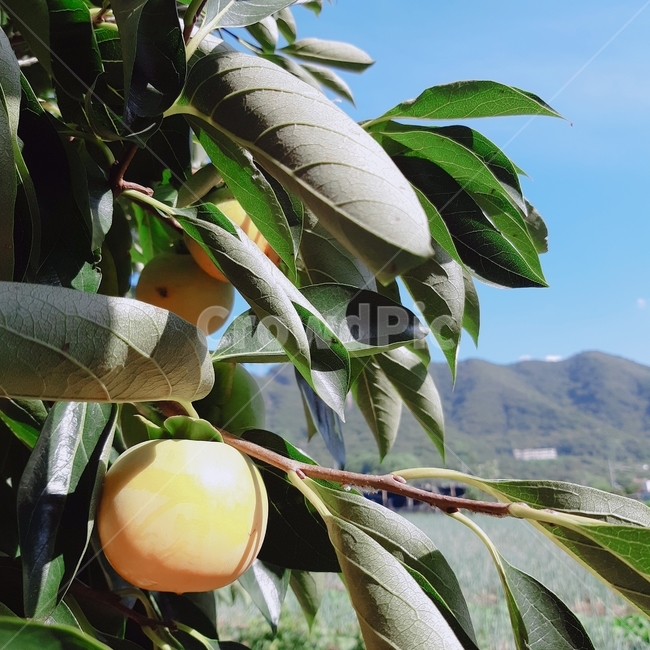 감나무,추석,감,시골,하늘,가을,계절,fall,autumn,season,식물,자연,plants,nature,과일,열매,fruit,plant,food,음식