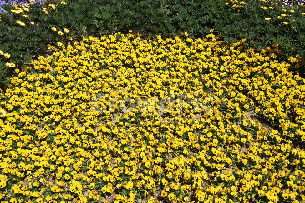 꽃,자연,flower,노랑꽃,봄,식물,자연,plants,nature,꽃,flower