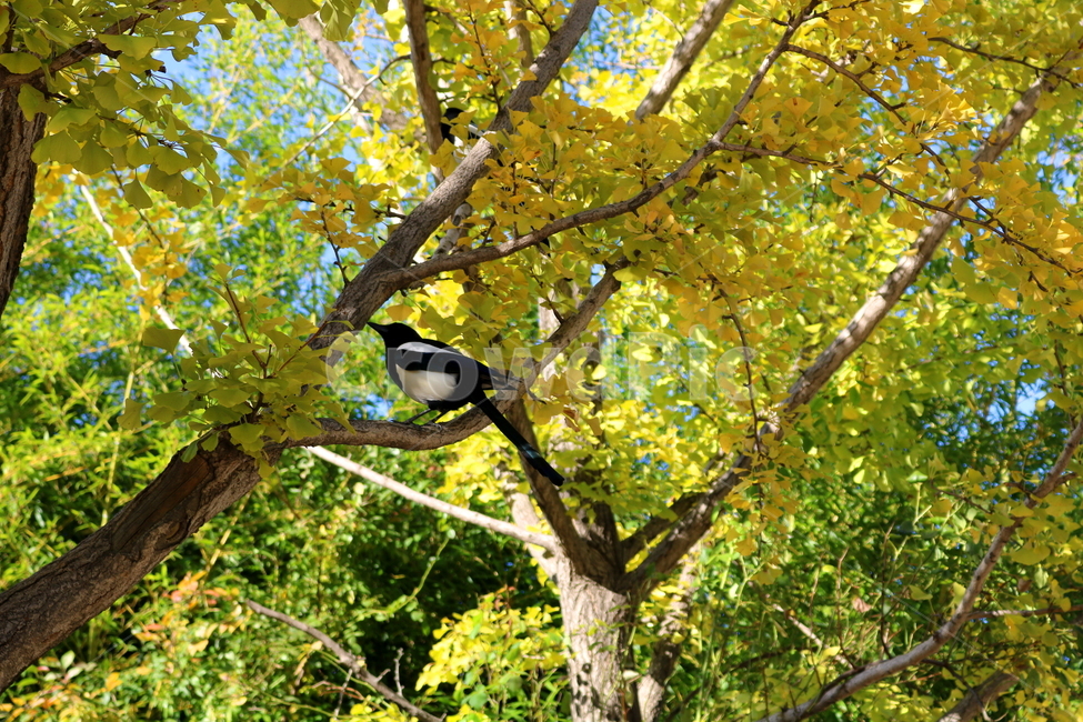 나무,은행나무,단풍,식물,자연,풍경,까치,새,조류,동물,가을,계절,fall,autumn,season,식물,자연,plants,nature,나무,trees,wood,동물,animal,조류,새,birds,bird