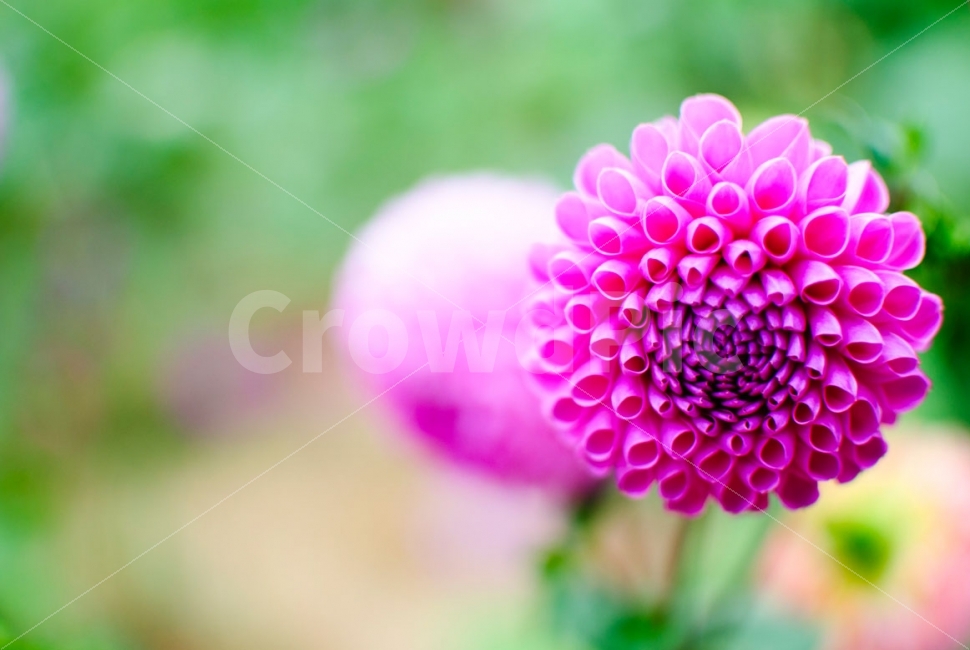 꽃,야생화,식물,봄,flower,spring,plants,식물,자연,plants,nature,꽃,flower