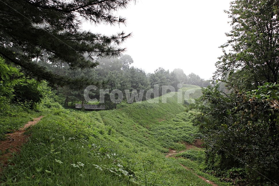 오솔길,길,둘레길,숲,숲길,식물,나무,풍경,여름,자연,풍경,nature,landscape,tree,plant,fir,전나무