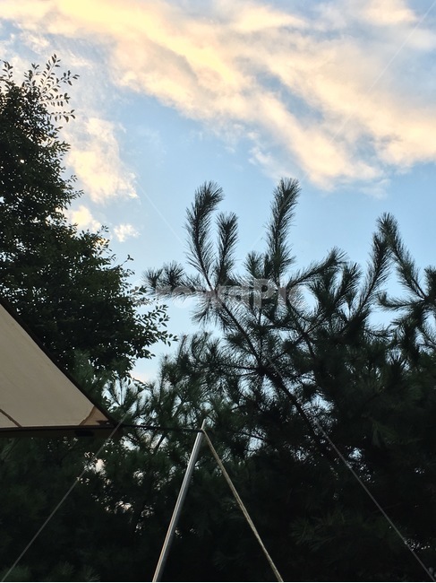 tree,나무,plant,식물,캠핑,하늘,소나무,나무,trees,wood