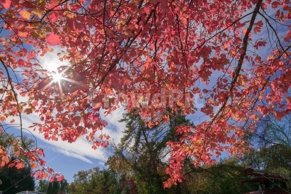 나뭇잎,햇빛,하늘,빛내림,잎,plant,식물,leaf,tree,나무,maple,단풍,가을,계절,fall,autumn,season