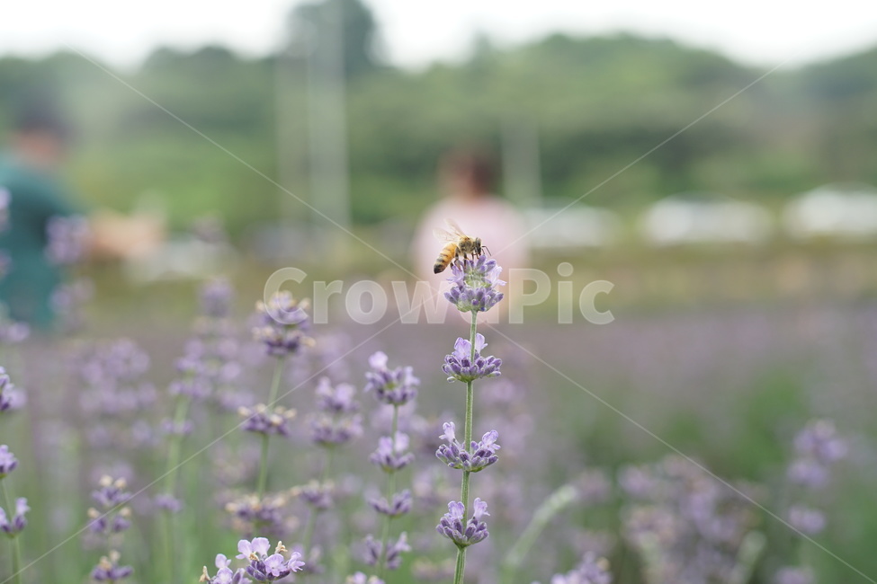 꽃,벌,곤충,풀,자연,식물,자연,plants,nature,꽃,flower,동물,animal,곤충,벌레,insect,bug