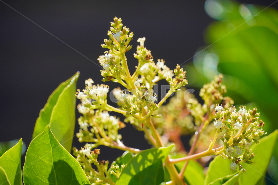 꽃,자연,접사,녹색,힐링,신선함,안식처,season,nature,flower,feeling,색깔,색상,색채,색감,colorsense,colorsensitivity