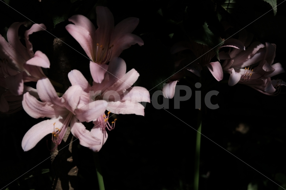 꽃,상사화,검은배경,분홍꽃,분홍색꽃,분홍색,식물,자연,plants,nature,꽃,flower