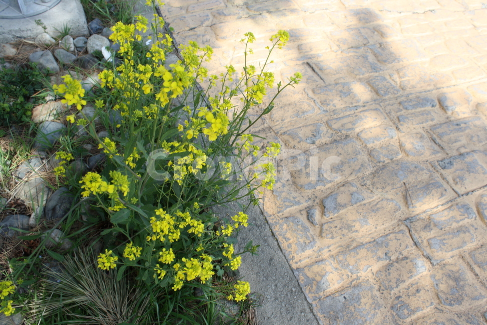 유채꽃,봄,길거리,산책,자연풍경,봄,계절,spring,season,식물,자연,plants,nature,꽃,flower,flagstone,판석