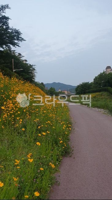 trail,nature,yellow flower road,flower road
