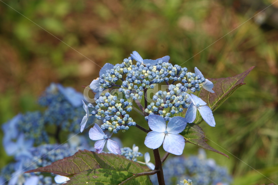 수국,산수국,hydrangeaserrata,plant,식물,세라타
